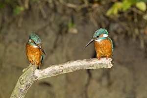 Common Kingfisher (Alcedo atthis) adult pair, perched on branch, Suffolk, England, may