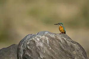 Kingfishers Prints: Common Kingfisher (Alcedo atthis bengalensis) adult