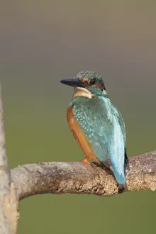 Common Kingfisher (Alcedo atthis bengalensis) adult male, perched on branch, Hong Kong, China, October