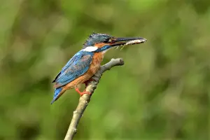 Common Kingfisher (Alcedo atthis bengalensis) adult male, with fish in beak, perched on stick, Nayandahalli, Bangalore