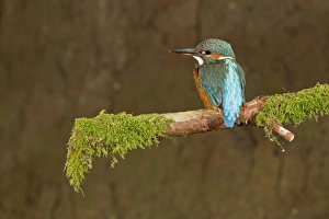 Kingfishers Prints: Common Kingfisher (Alcedo atthis) immature female