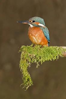 Common Kingfisher (Alcedo atthis) immature female, perched on mossy branch, Suffolk, England, july