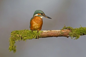 Common Kingfisher (Alcedo atthis) immature female, perched on mossy branch, Suffolk, England, july