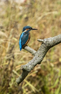 Kingfishers Prints: Common Kingfisher - Lackford Lake, Suffolk