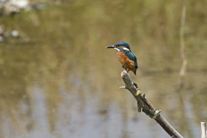 Common Kingfisher - Lackford Lake, Suffolk