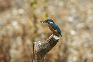 Kingfishers Prints: Common Kingfisher with Stickleback - Lackford Lake, Suffolk