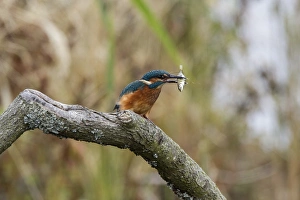 Common Kingfisher with Stickleback - Lackford Lake, Suffolk