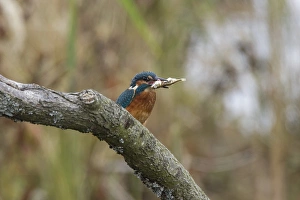 Common Kingfisher with Stickleback - Lackford Lake, Suffolk