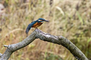 Kingfishers Prints: Common Kingfisher stretching wing. Lackford Lakes, Suffolk