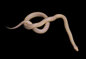 Albinism Prints: Common Kingsnake (Lampropeltis getula) albino, adult