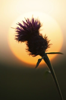 Flowerheads Prints: Common Knapweed (Centaurea nigra) flowering