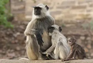 Suckles Prints: Common Langur (Semnopithecus entellus) adult female with baby and suckling juvenile, India