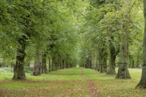 Common Lime (Tilia x europaea) avenue in parkland, Clumber Park, Nottinghamshire, England, October