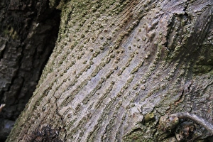 Common Lime (Tilia x europaea) close-up of trunk, growing in woodland, Vicarage Plantation, Mendlesham, Suffolk