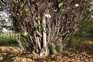 Shoot Prints: Common Lime (Tilia x europaea) close-up of trunk with epicormic shoots