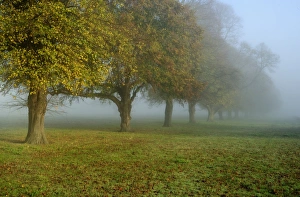 Mists Prints: Common Lime (Tilia x europaea) habit