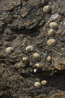 The common limpet, is an edible species of sea snail with gills, a typical true limpet