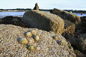 Shell Fish Prints: Common Limpet (Patella vulgata) and Acorn Barnacle (Semibalanus balanoides) on exposed rocks at low tide