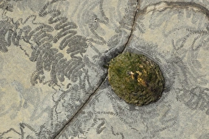 Trail Prints: Common Limpet (Patella vulgata) adult