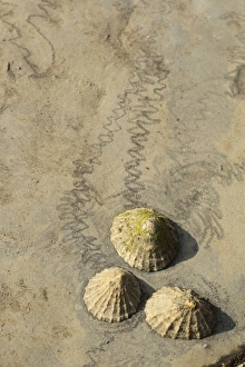 Common Limpet (Patella vulgata) three adults, attached to rock with feeding tracks at low tide, Kimmeridge Bay