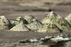 Tide Prints: Common Limpet (Patella vulgata) group