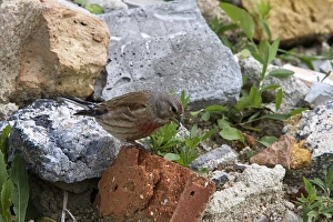 Carduelis Prints: Common Linnet Male