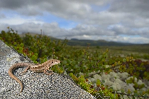 Common Lizard (Zootoca vivipara) adult, basking on rock in tundra habitat, Dovrefjell-Sunndalsfjella N. P