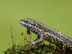 Mosses Prints: Common Lizard (Zootoca vivipara) adult, resting on moss, Italy, april
