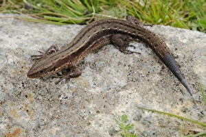 Common Lizard (Zootoca vivipara) adult, with regenerated tail, resting on rock, Italy, september