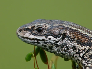 Common Lizard (Zootoca vivipara) adult, close-up of head, Italy, april