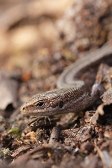 Common Lizard (Zootoca vivipara) adult, on woodland floor, North Yorkshire, England, May