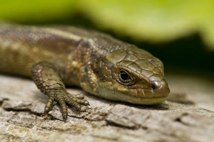 Sussex Prints: Common Lizard (Zootoca vivipara) adult female