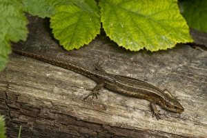 Sussex Prints: Common Lizard (Zootoca vivipara) adult female, basking on log, Sussex, England, June