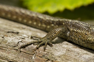 Sussex Prints: Common Lizard (Zootoca vivipara) adult female