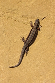 Common Lizard (Zootoca vivipara) adult male, basking on sandstone rock, Shropshire, England, March (captive)