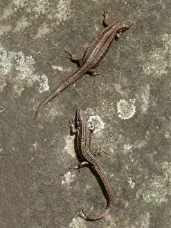 Stones Prints: Common Lizard (Zootoca vivipara) adult male and female