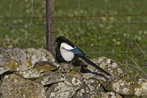 Magpie Prints: Common Magpie