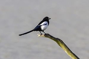 Common Magpie