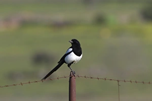 Magpie Prints: Common Magpie on barbed wire fence