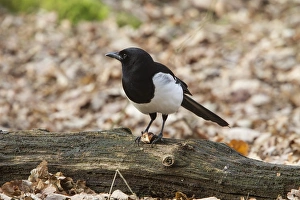 Magpie Prints: Common Magpie eating a Horse Chestnut