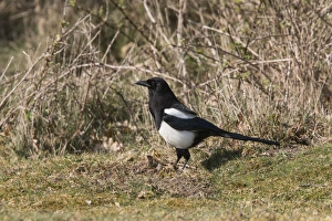 Magpie Prints: Common Magpie foraging for food
