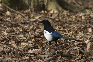 Magpie Prints: Common Magpie looking for food in leaf litter