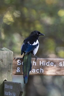 Magpie Prints: Common Magpie on path sign at RSPB Minsmere Suffolk. Note the excellent tail detail