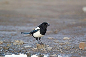 Magpie Prints: Common Magpie (Pica pica) adult, calling, standing on shore, Suffolk, England, february