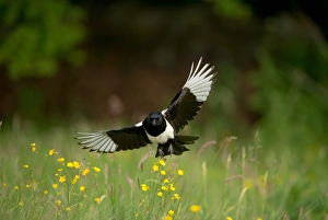 Magpie Prints: Common Magpie (Pica pica) adult, in flight over meadow, Derbyshire, England, june