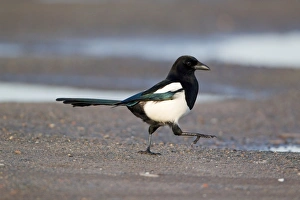 Corvids Prints: Common Magpie (Pica pica) adult, walking on shore, Suffolk, England, february