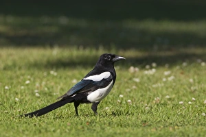 Corvids Prints: Common Magpie (Pica pica) adult, standing on grass, Oxfordshire, England, june