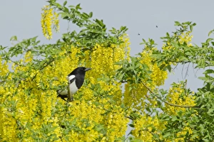 Corvids Prints: Common Magpie (Pica pica) adult
