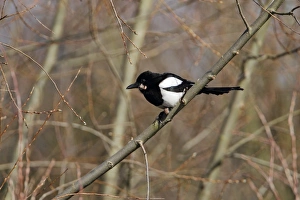 Common Magpie (Pica pica) adult, with tumor growth on head and feet, perched on branch in woodland, Hertfordshire