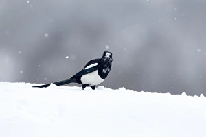 Corvids Prints: Common Magpie (Pica pica) adult